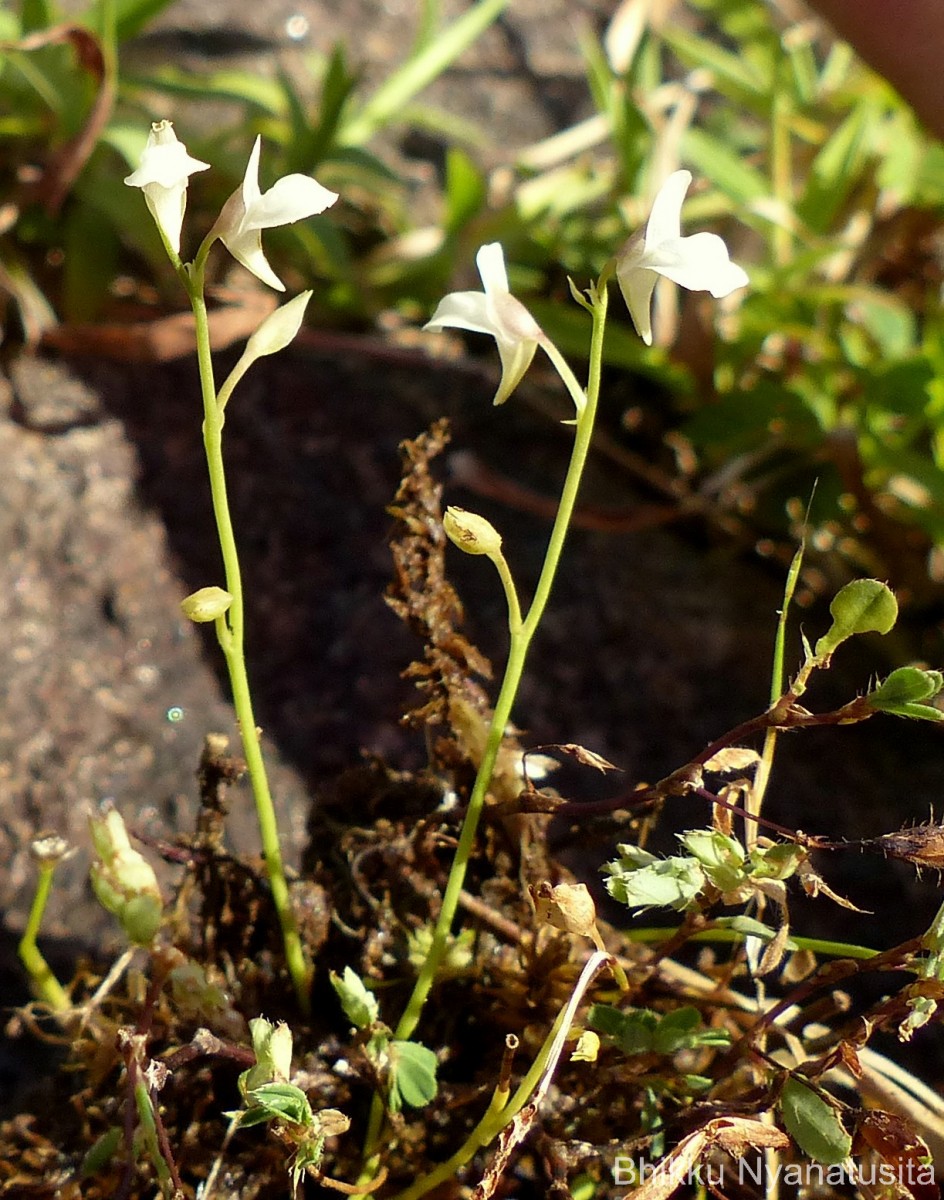 Utricularia graminifolia Vahl